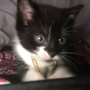 Meet your Posher, Luke